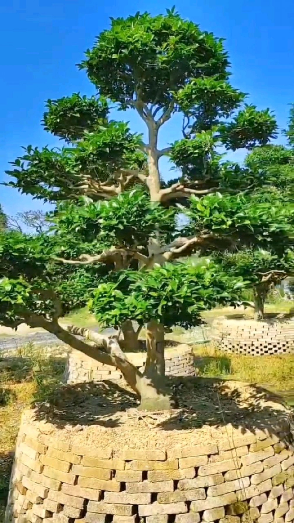 地栽造型茶梅,整体弧线优美-度小视