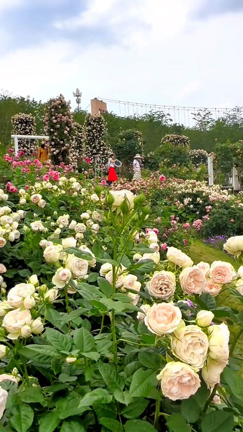 成都漫花庄园风景图片图片