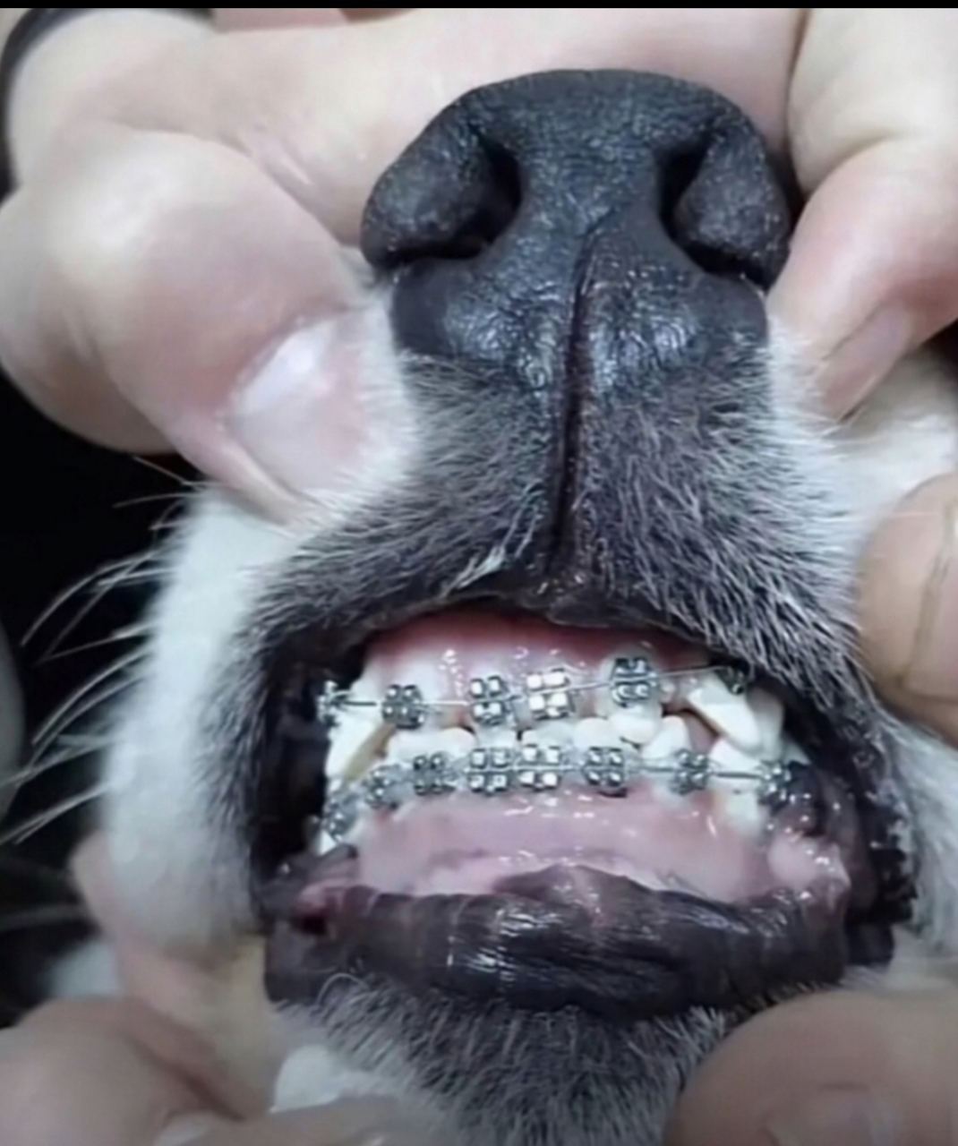 今天带狗子去做了牙齿矫正,猜猜花了多少钱[捂脸]