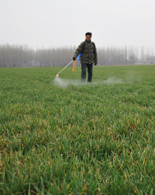 小麦除草剂