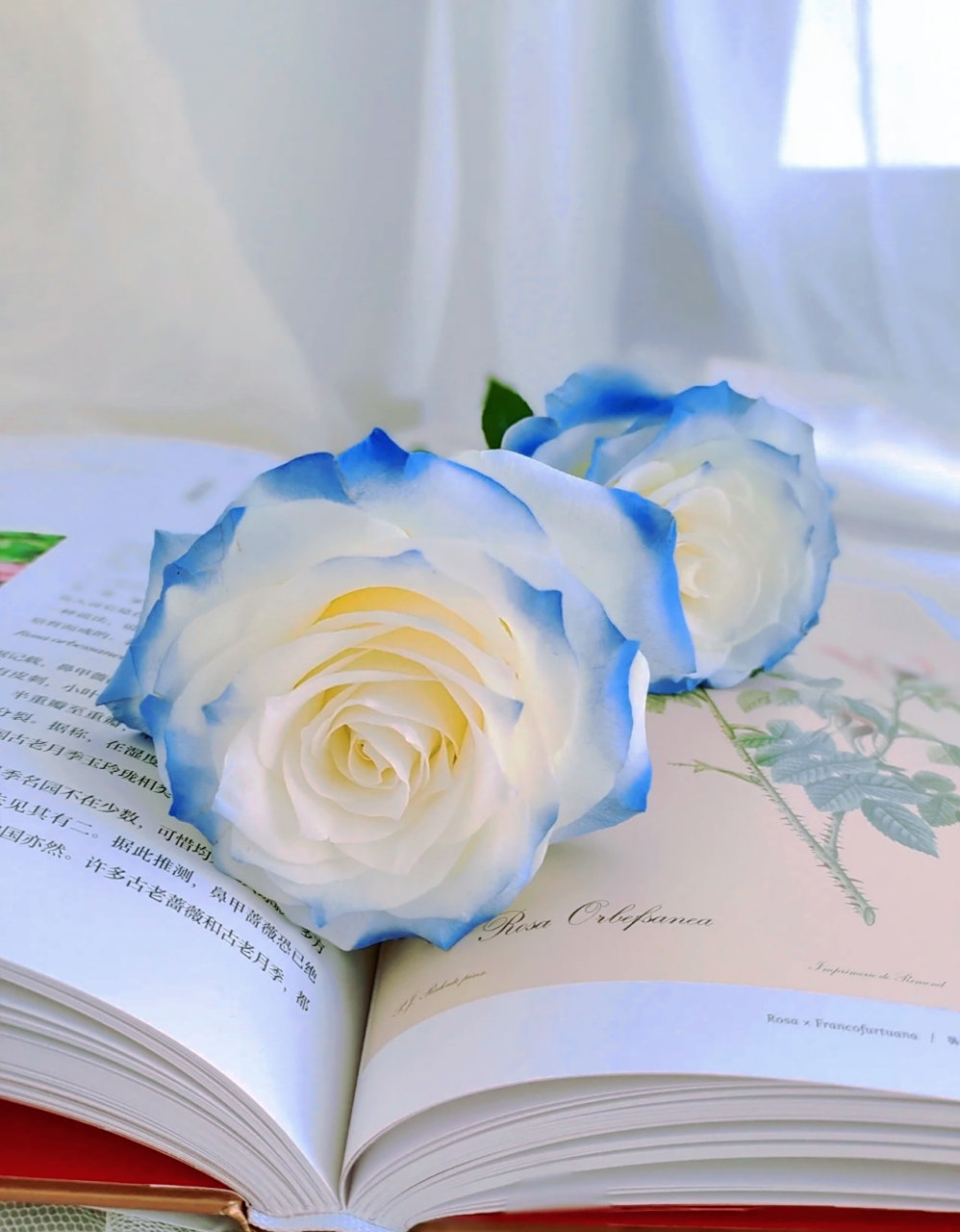 碎冰蓝花语:我送你的希望是星辰和大海, 看过很多花,碎冰蓝玫瑰最惊艳