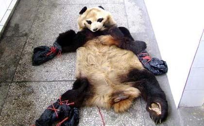 案例:老太太售卖熊猫皮,警方顺藤摸瓜:已经是第二次售卖