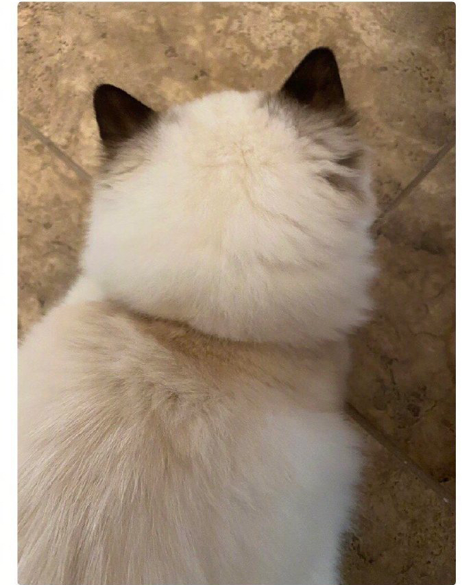 猫咪后脑勺可爱大赛,哈哈哈哈每一只都好可爱啊