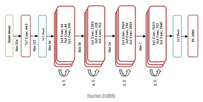解释 resnet-50 的工作原理以及它为何如此受欢迎