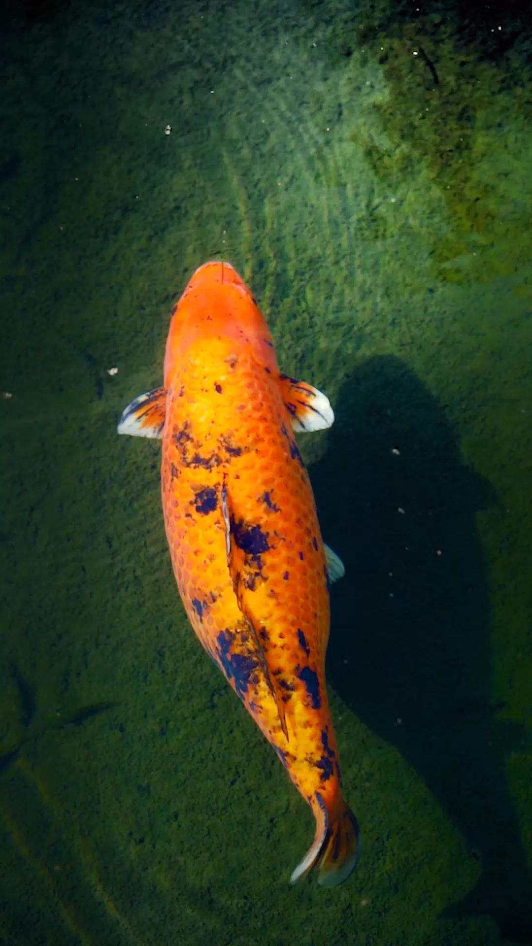 趵突泉锦鲤因"肥美"火出圈!lu酱实拍确实是胖!-度小视