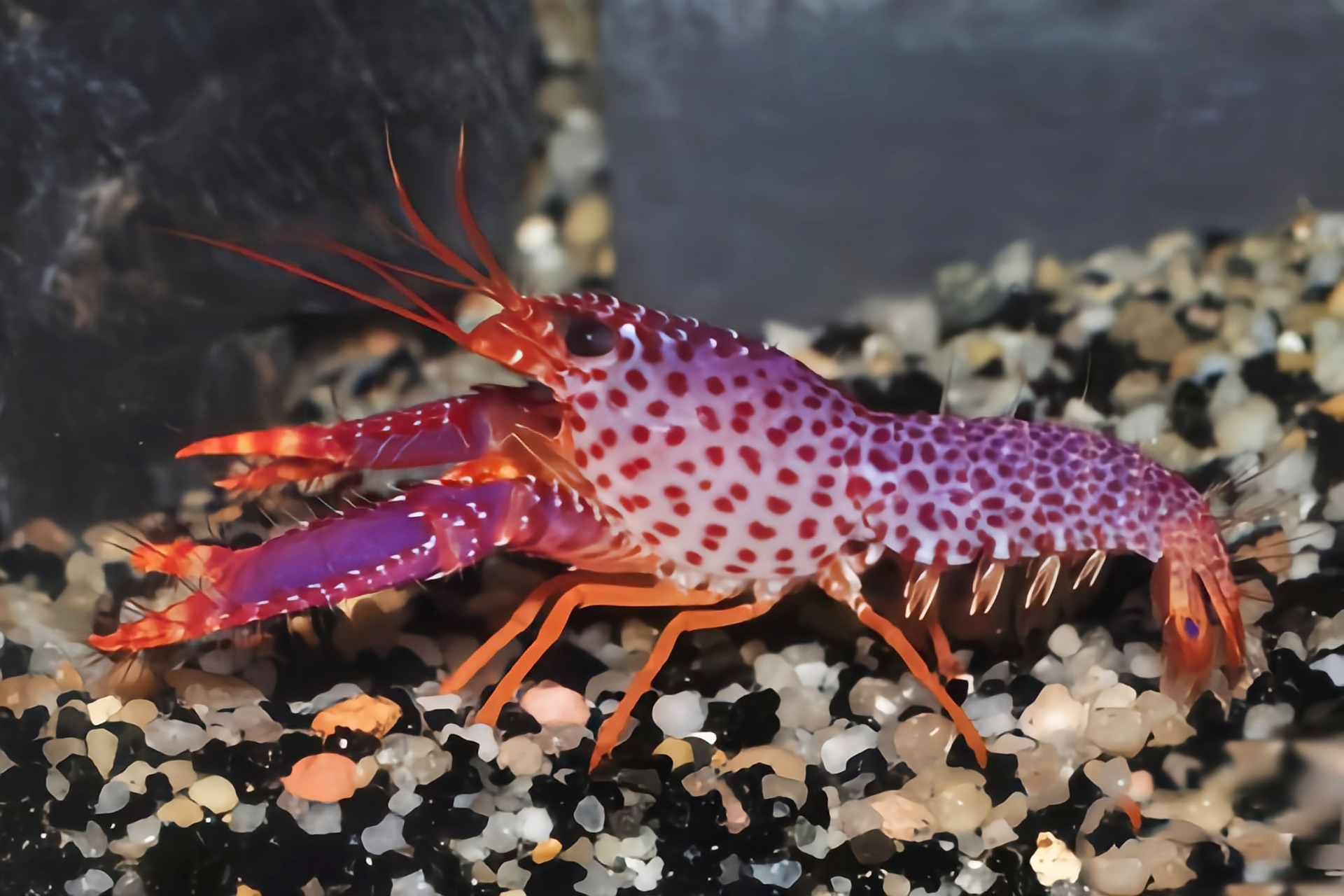 每天认识一种动物——紫光虾 紫光虾别名珊湖虾,道姆礁螯虾,原产于