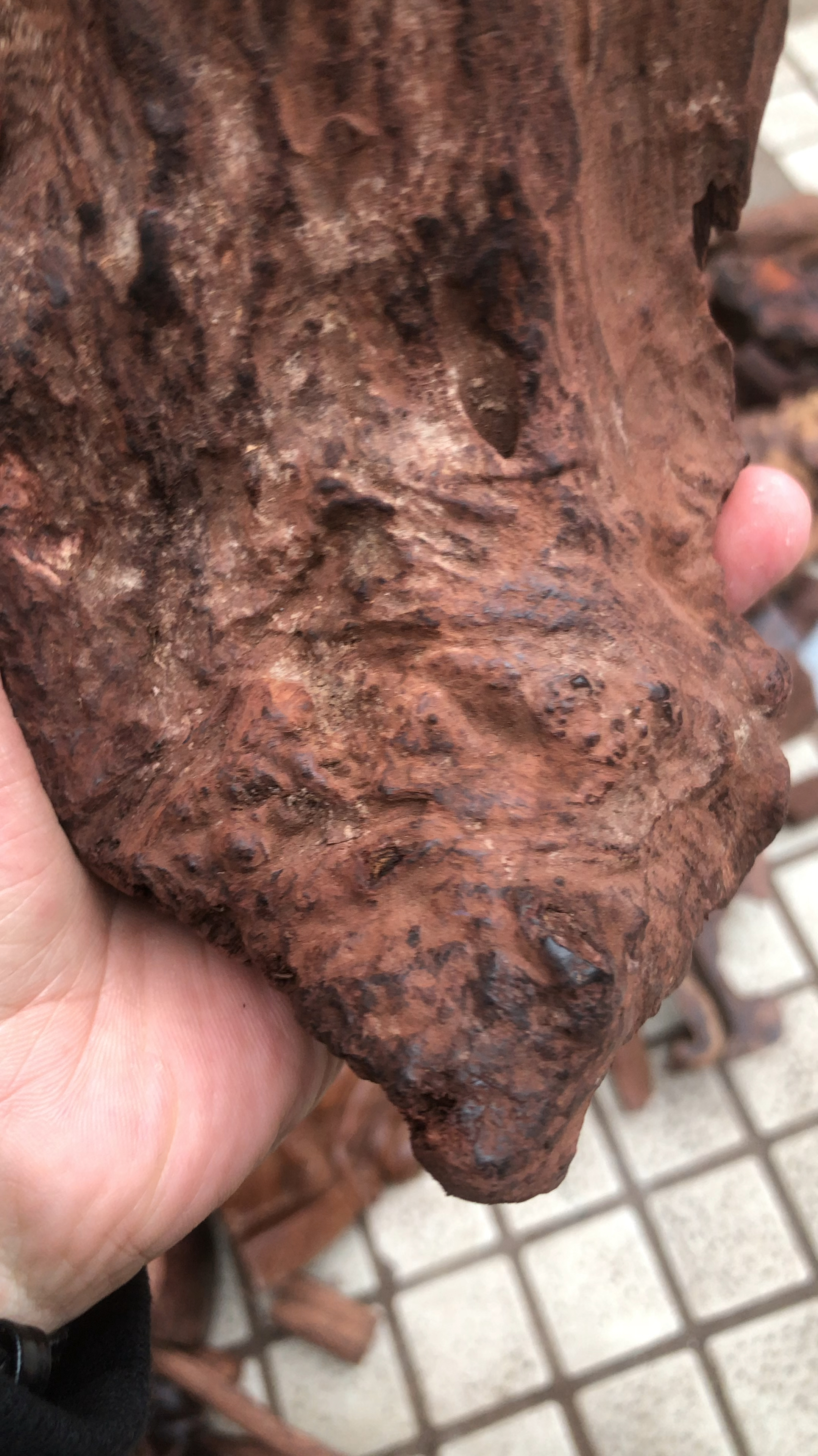 海南黄花梨瘤疤原材料