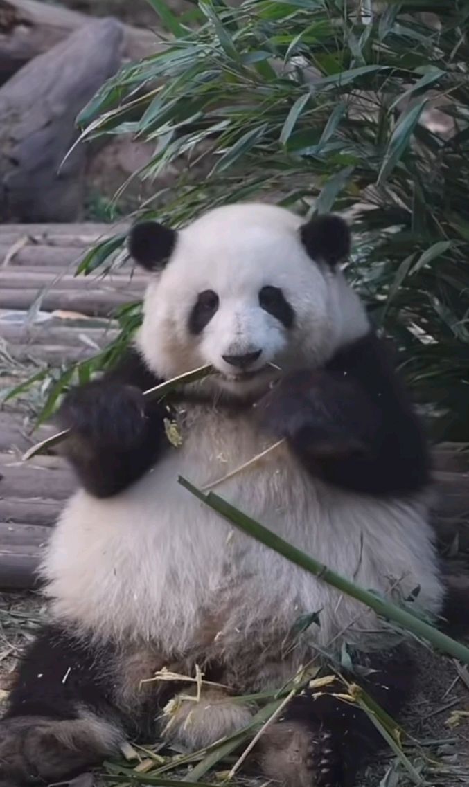 熊猫界最具有辨识度的熊猫花花,坐拥万千粉丝,熊猫界的网红宝宝
