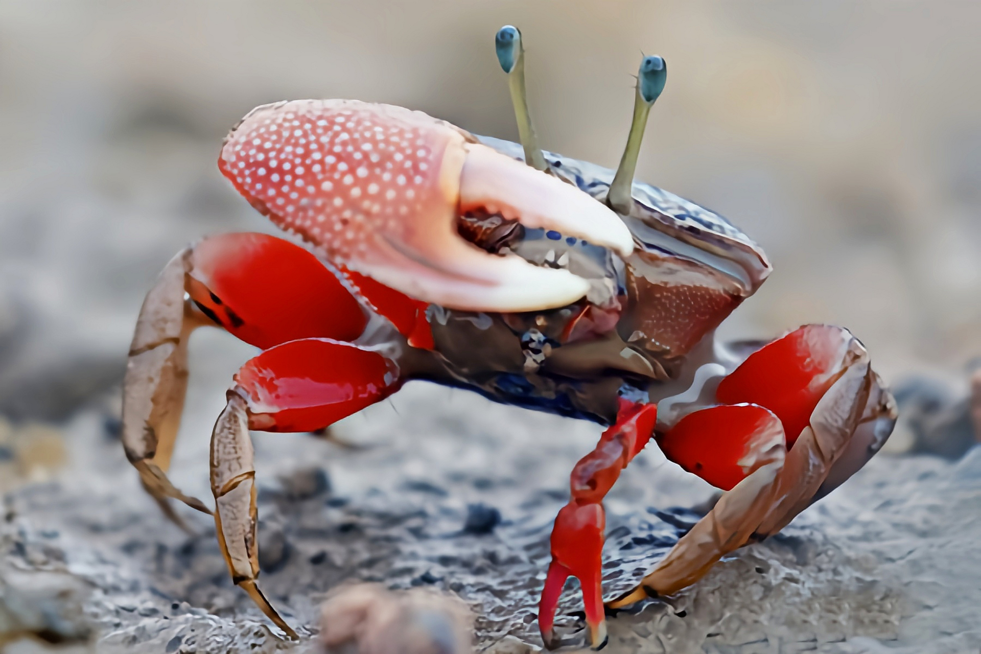 每天认识一种动物——弧边招潮蟹 弧边招潮蟹别名提琴手蟹,原产于太平