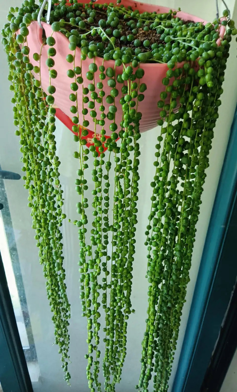 这佛珠养得也太好了～(图:梦里不落花)