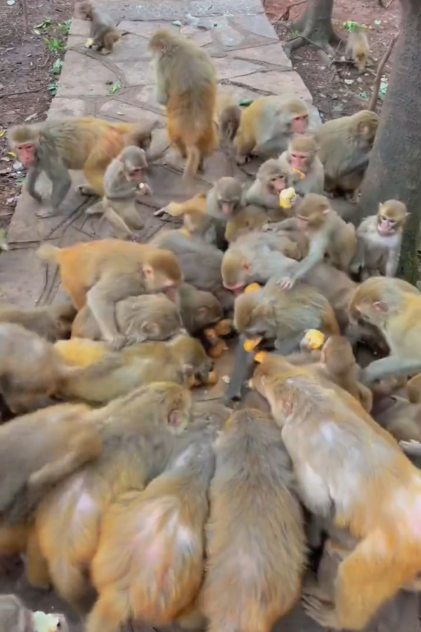 猴子不是只吃香蕉和桃子吗?怎么一箱面包,瞬间抢没了.