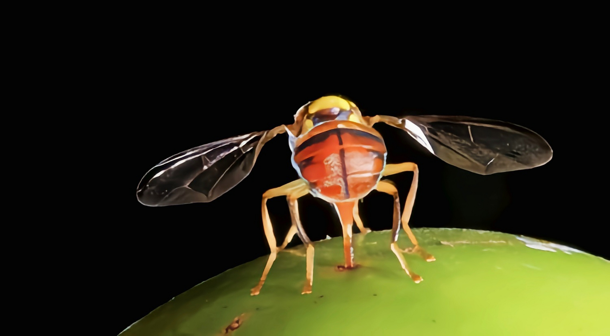 每天认识一种昆虫——柑橘大实蝇 柑橘大实蝇别名柑蛆,原产于亚洲东