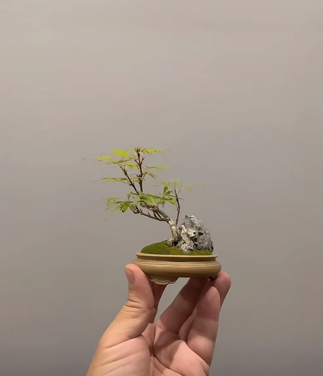 这微盆景太漂亮了,往办公桌上一放没谁了.