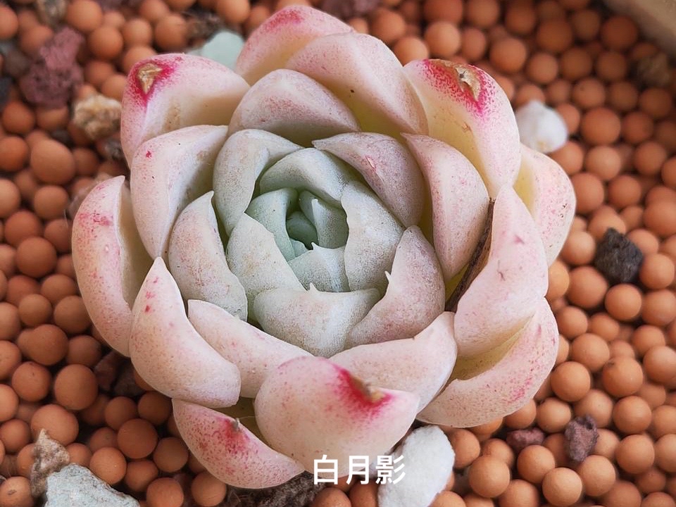 月影系多肉中不容错过的6个品种,曾经可都是贵货,出状态很仙气