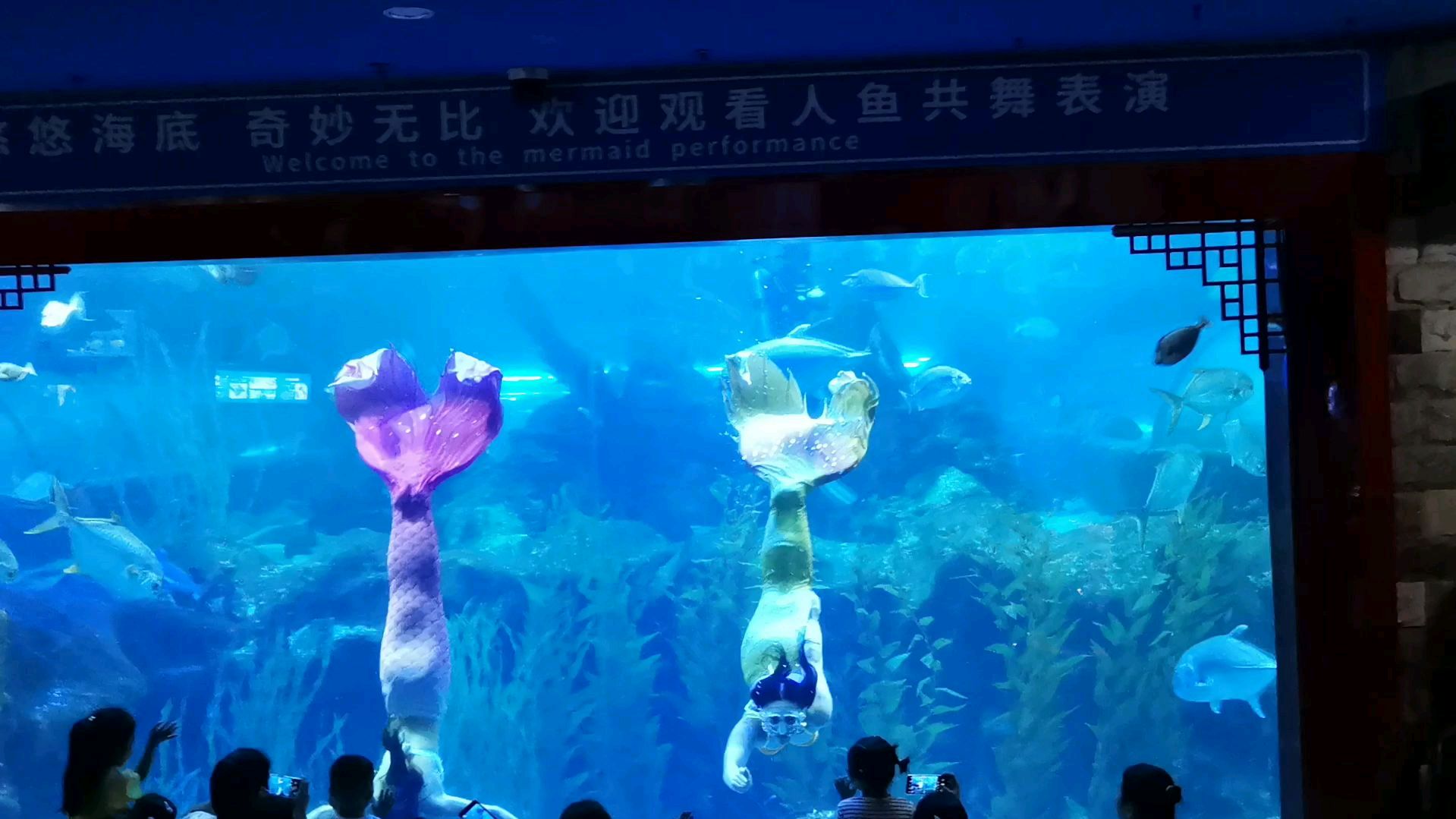 美丽优雅的美人鱼表演