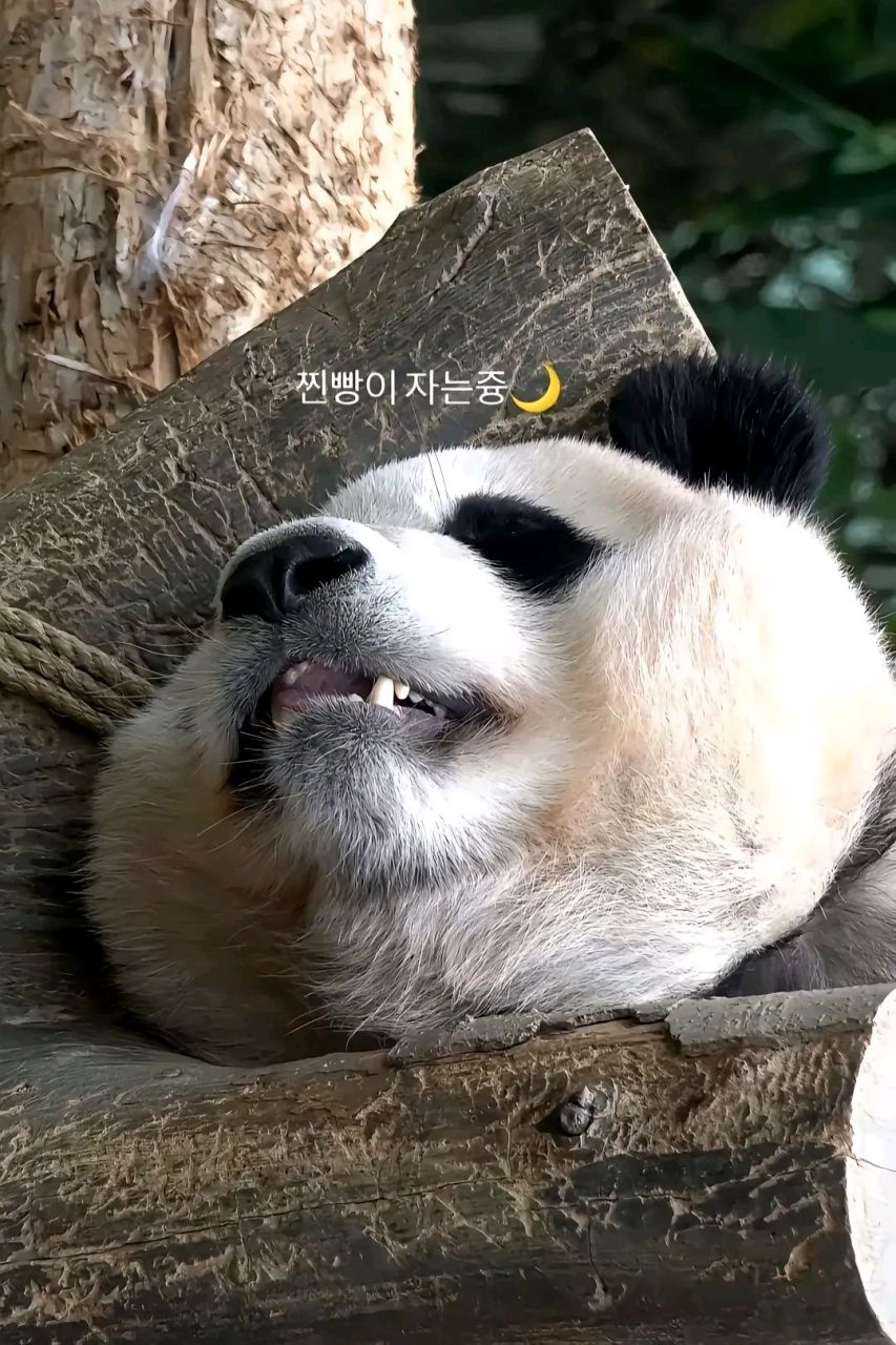 曝光一组高清的福宝调皮捣蛋图! 福猪猪真是一个情感丰富的小宝贝,每