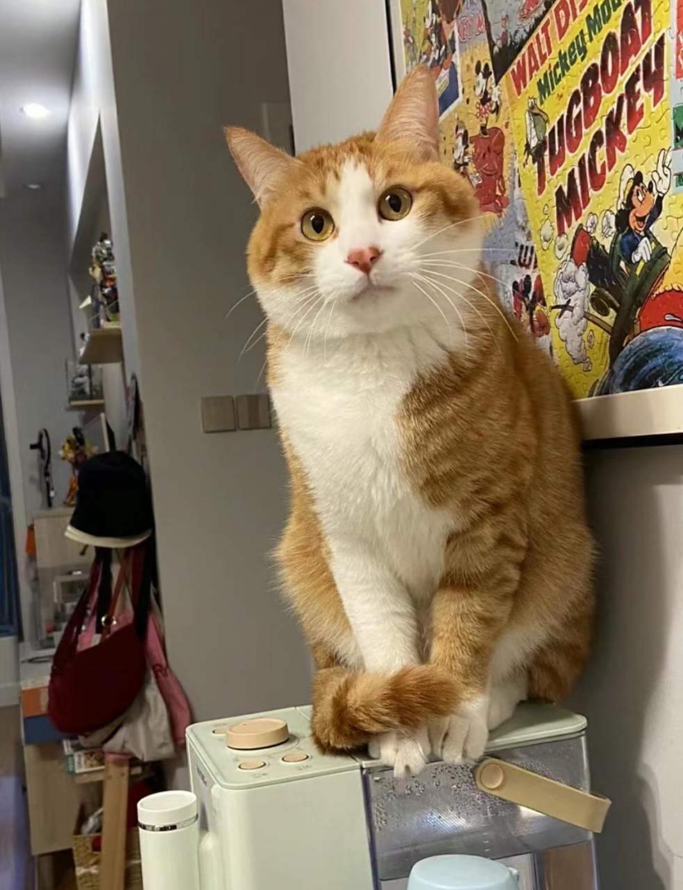 网友:家里橘猫对比图,长大后好像整容了,从长脸变成圆脸了,哈哈哈哈