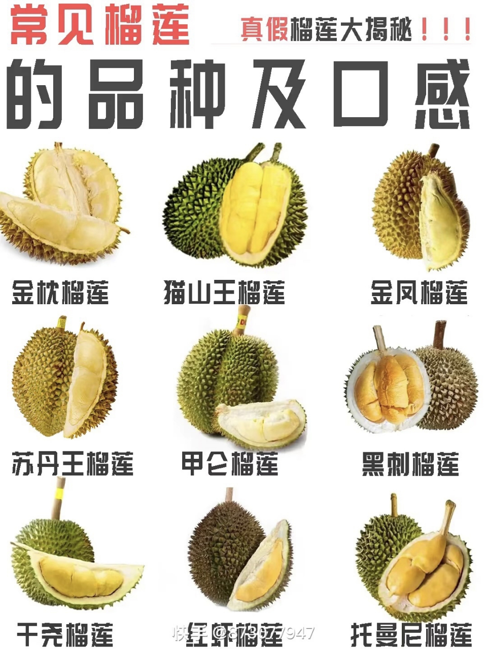 常见榴莲的品种及口感一次性给你讲清楚!