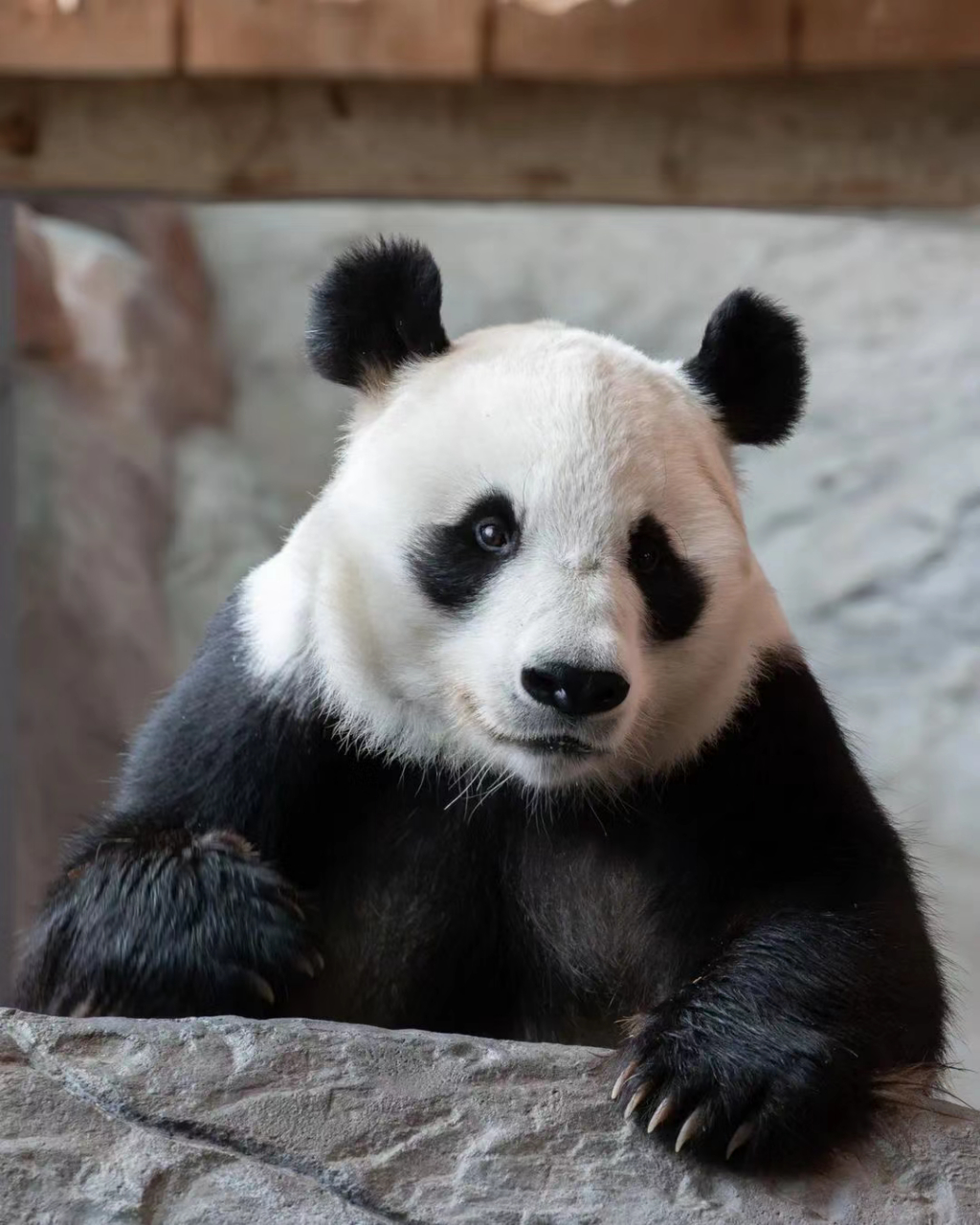 华豹 车座子也可以帅帅的呢