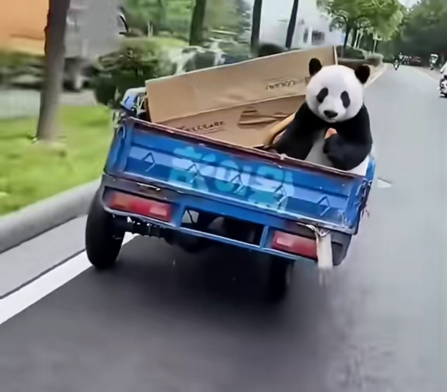 大熊猫真的很重,保10洁都被压坏了[捂脸]