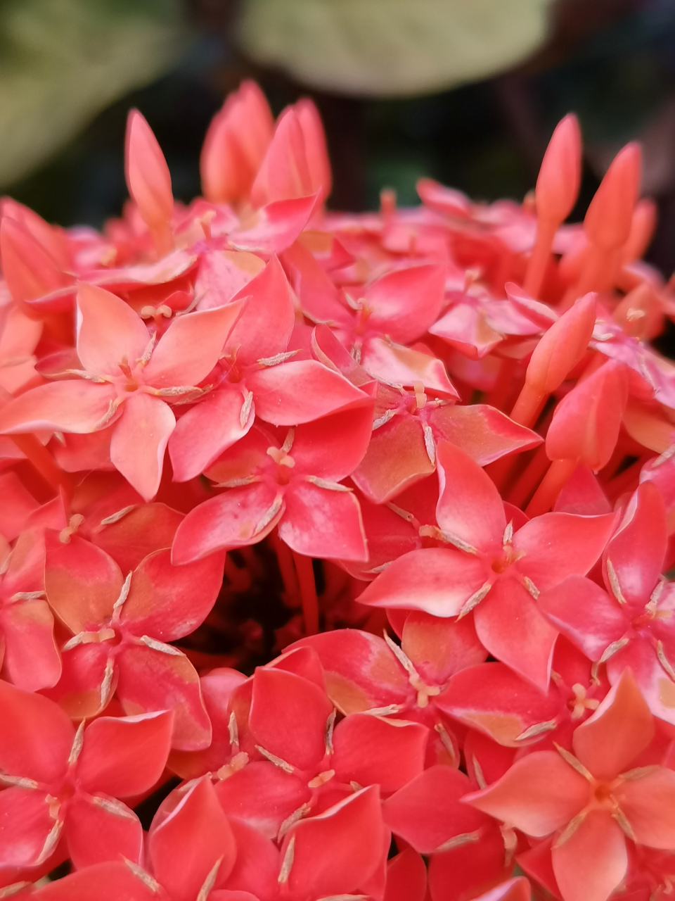 龙船花,为茜草科龙船花属植物(木本花卉).