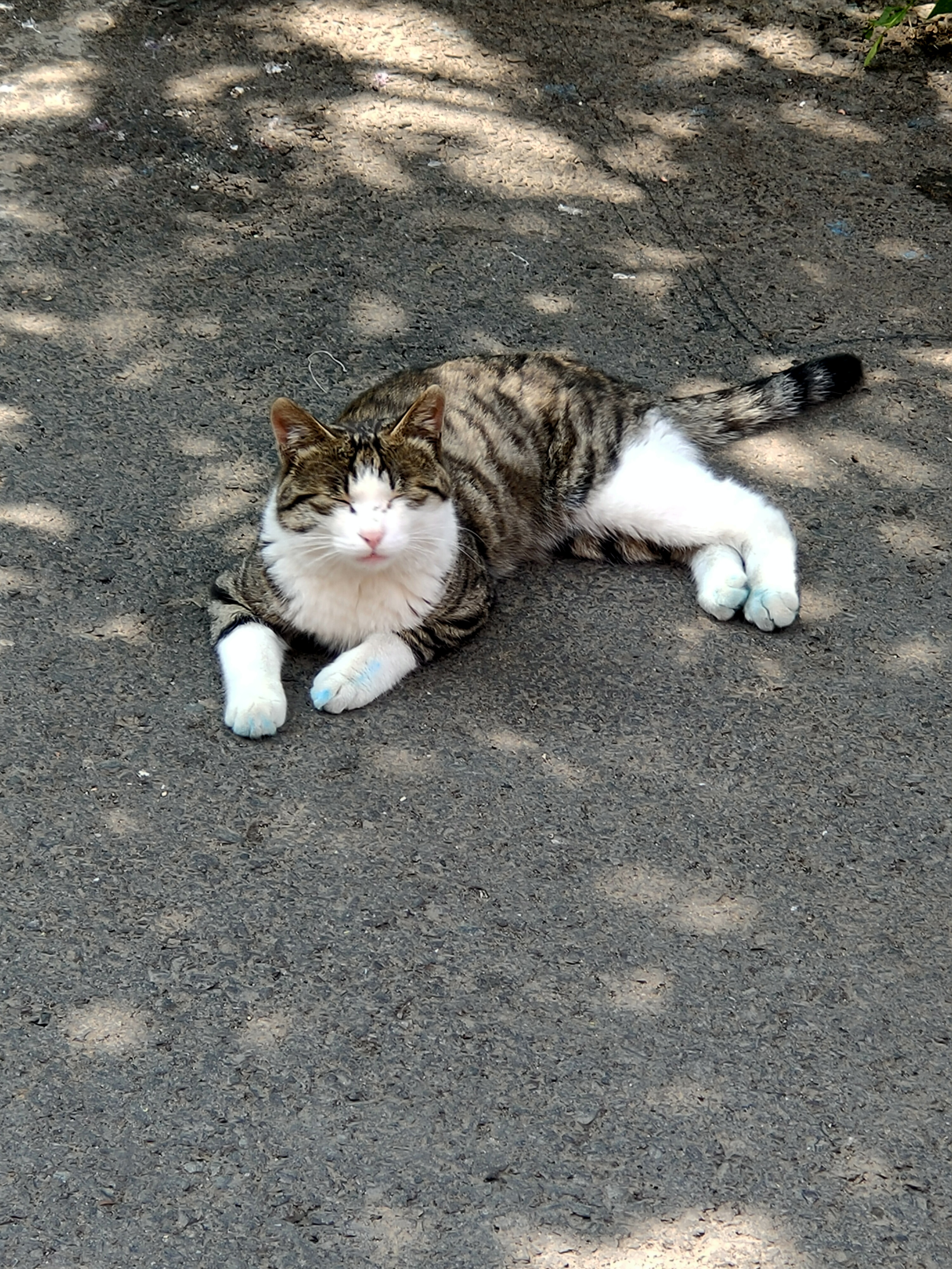 这个野猫误食了老鼠药不知道它能否撑得住
