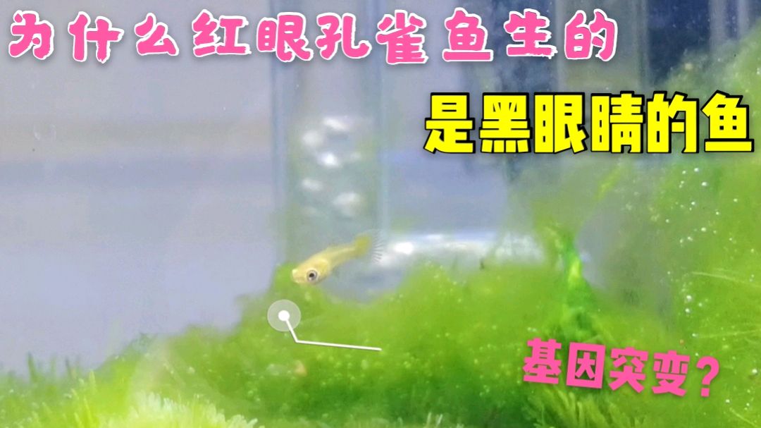 为什么红眼孔雀鱼生的崽是黑眼睛?而且生命力极强,是基因突变?