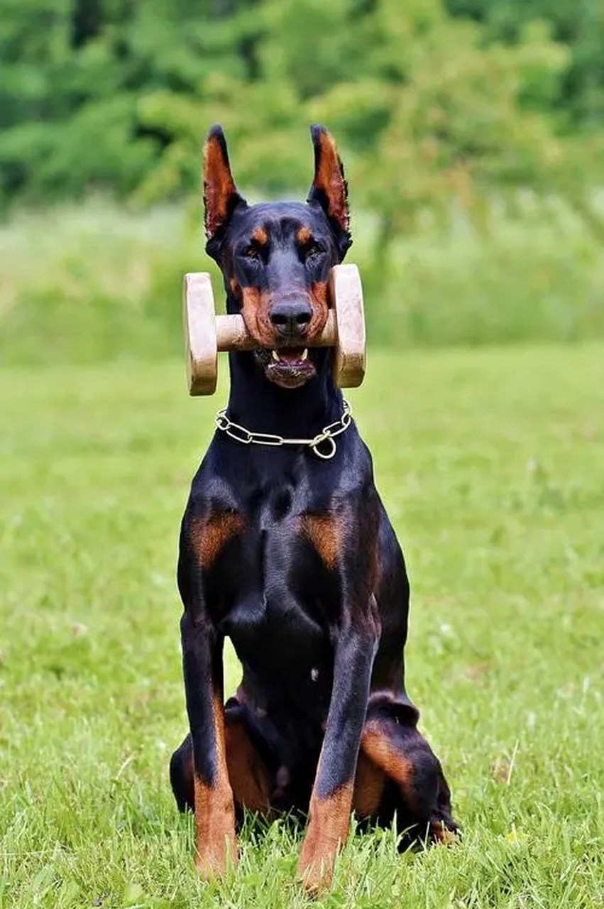 杜宾犬一般体型较大,给人一种不寒而栗的感觉