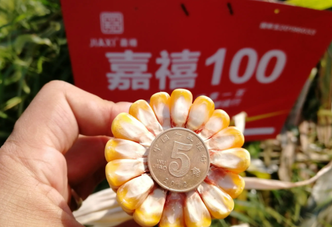 嘉禧100玉米品种介绍