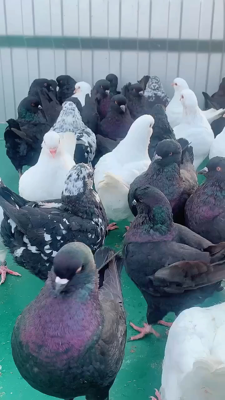 养了太多的大体元宝鸽