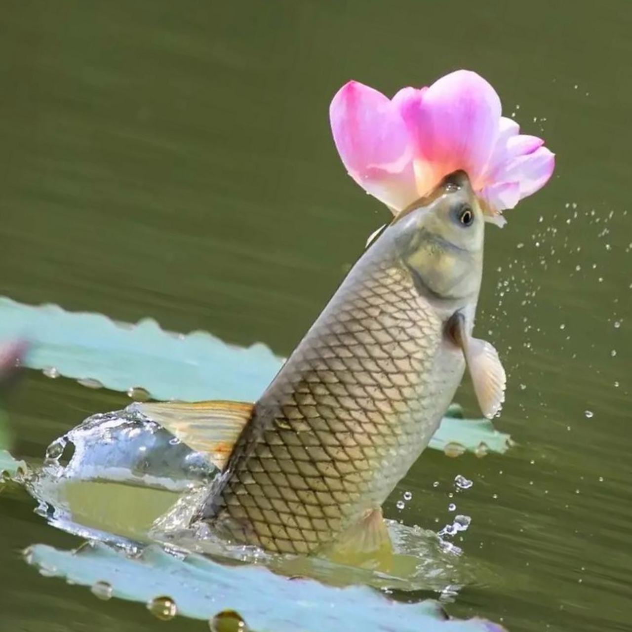 锦鲤挺身猛一跳93红荷随之扭头瞧96 锦囊妙计跃