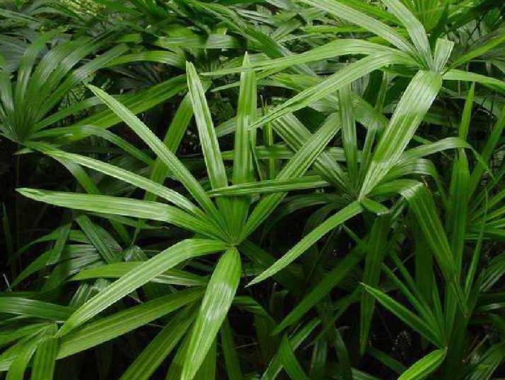 黄豆是单子叶植物还是双子叶植物?