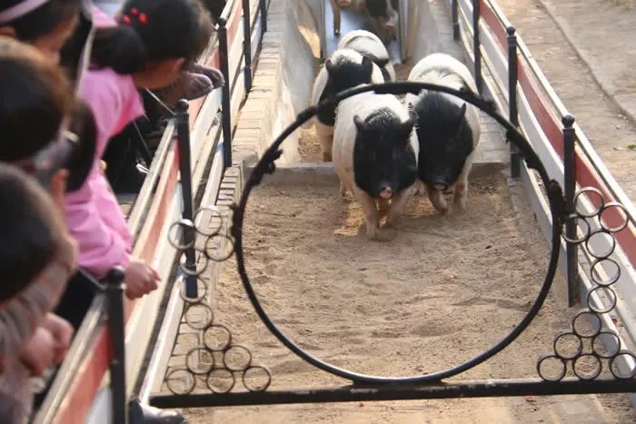 「汴京公園」大宋中國年·汴京動物秀