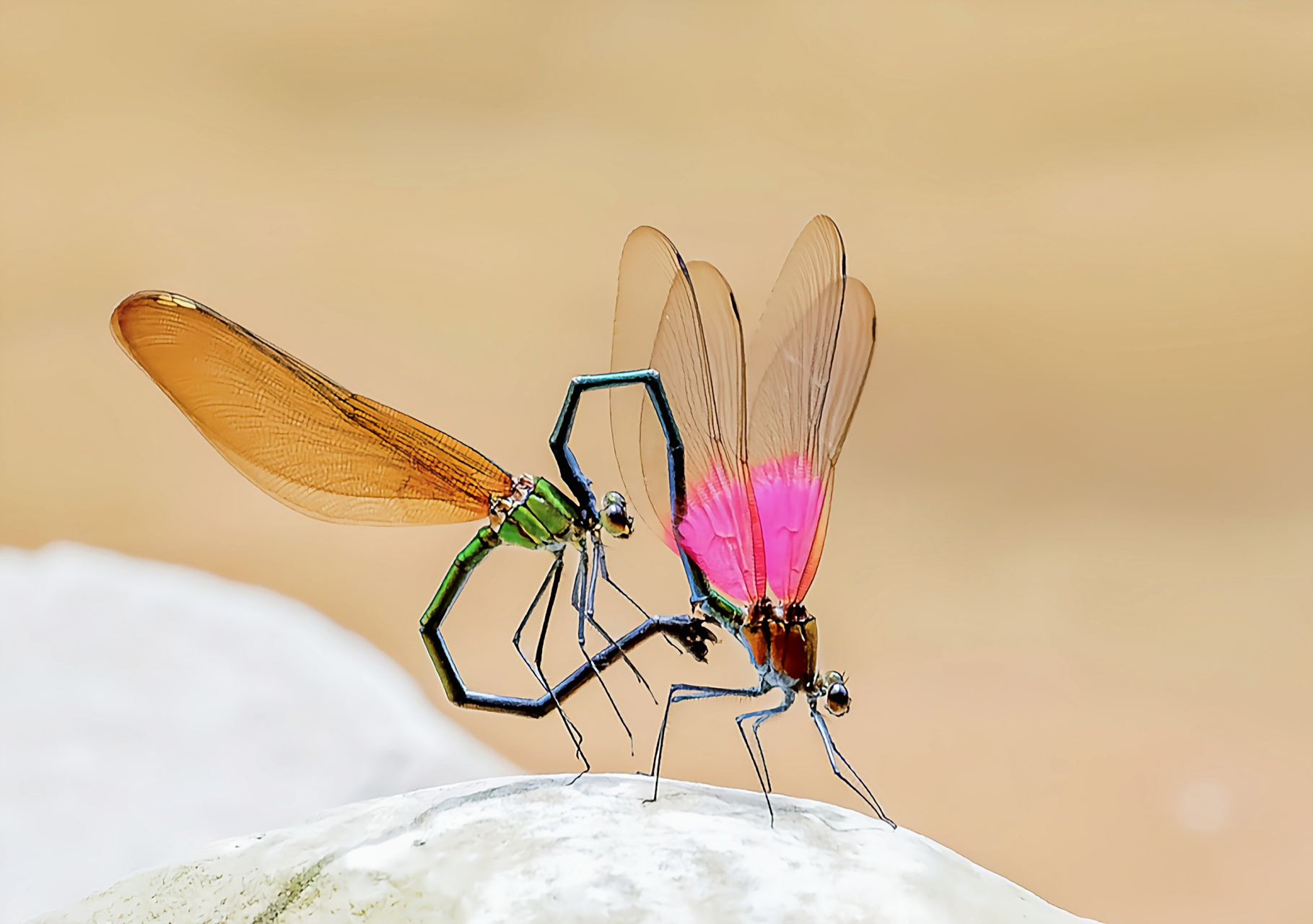 每天认识一种昆虫——赤基色蟌 赤基色蟌是蜻蜓目,色蟌科,赤基色蟌属