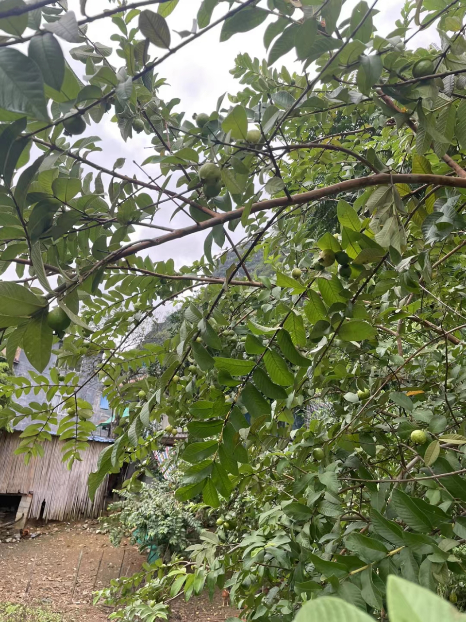 吃不完,吃不完,根本吃不完 每年到乡下都有野生番石榴和杨桃吃,每年都