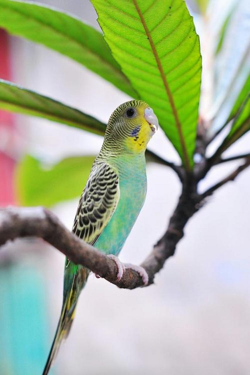 也有一个先生,看上了一只很聪明伶俐的鹦鹉,它不但很会学人说话,而且