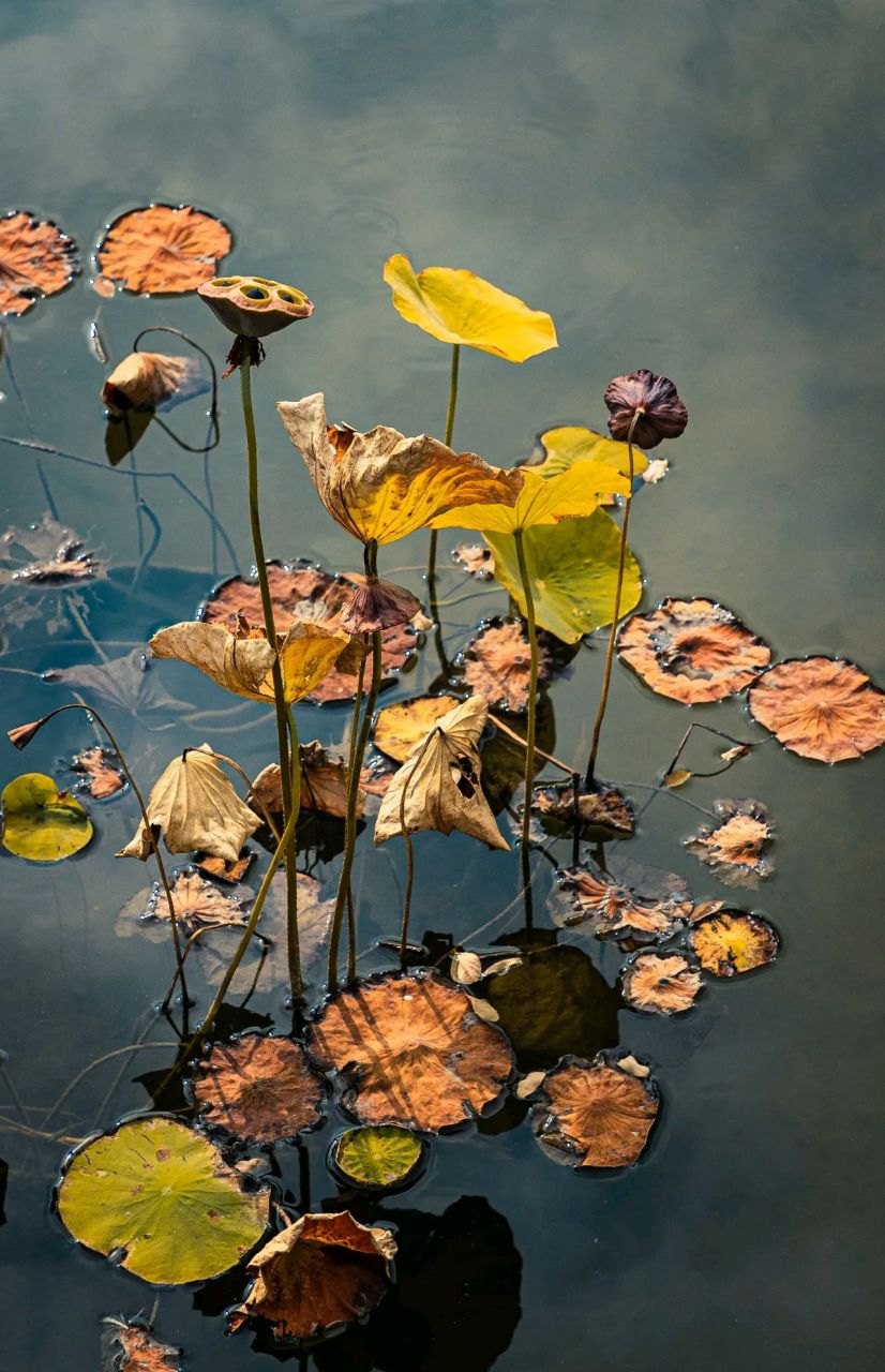 秋天的残荷别有一番韵味#摄影# #中国美景大赏