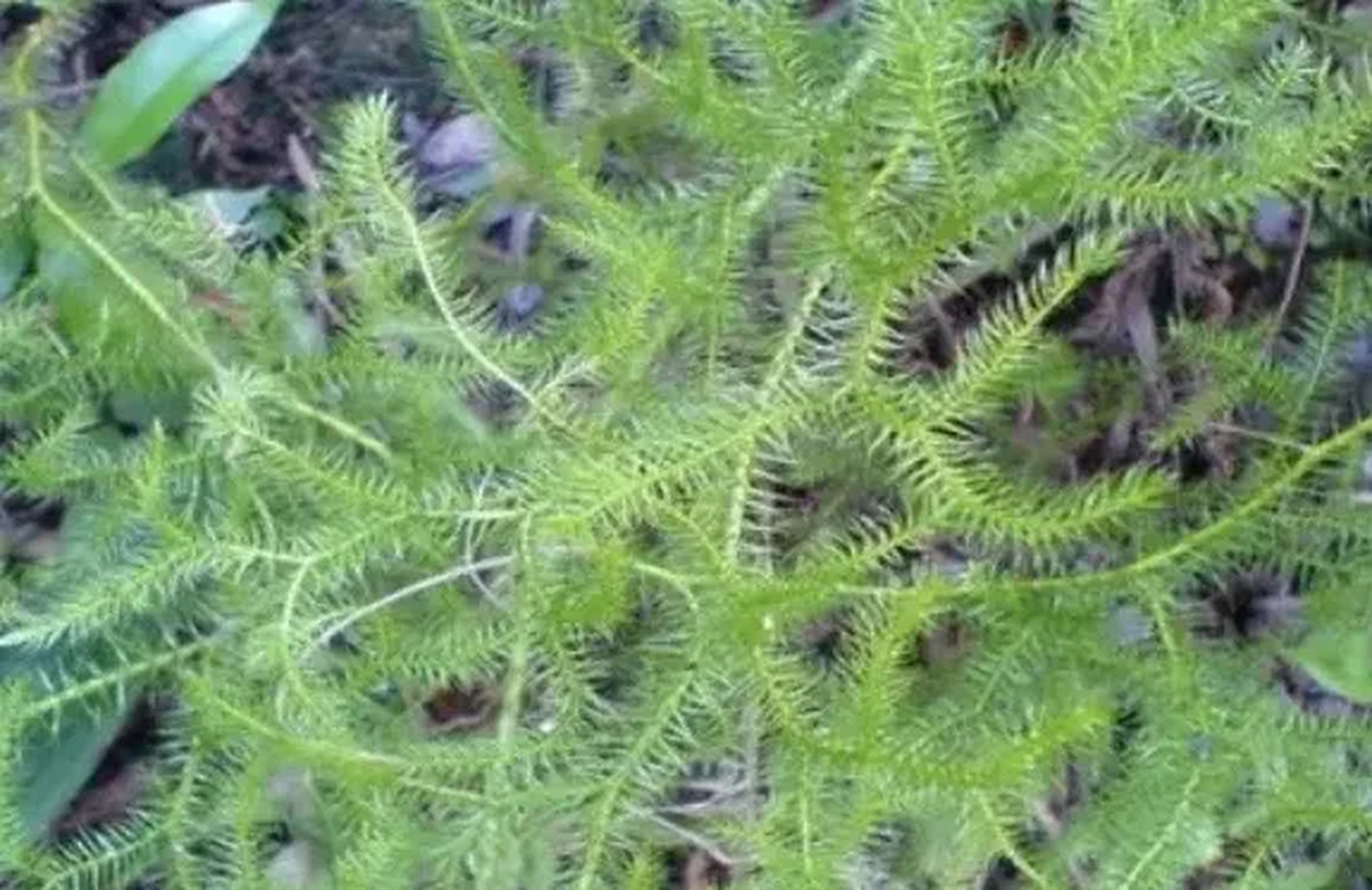 中医叫它"牛尾巴"草药,农村遍地生,或许你偶然见过?