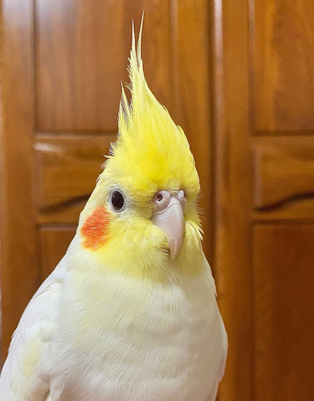 一只会比剪刀手7015的玄风鹦鹉,表情太到位了.