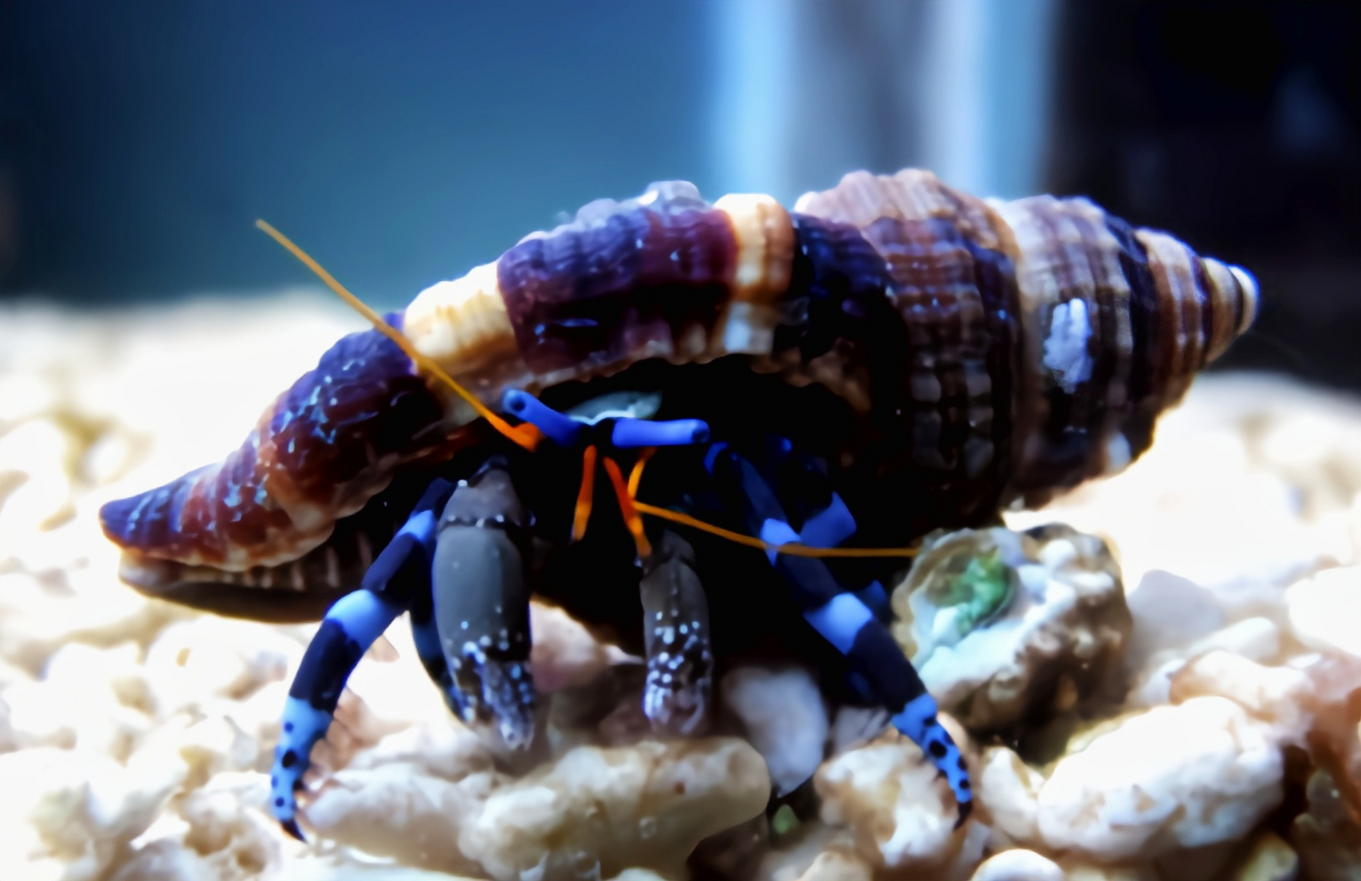 每天认识一种动物——秀丽硬壳寄居蟹 秀丽硬壳寄居蟹别名环指硬壳