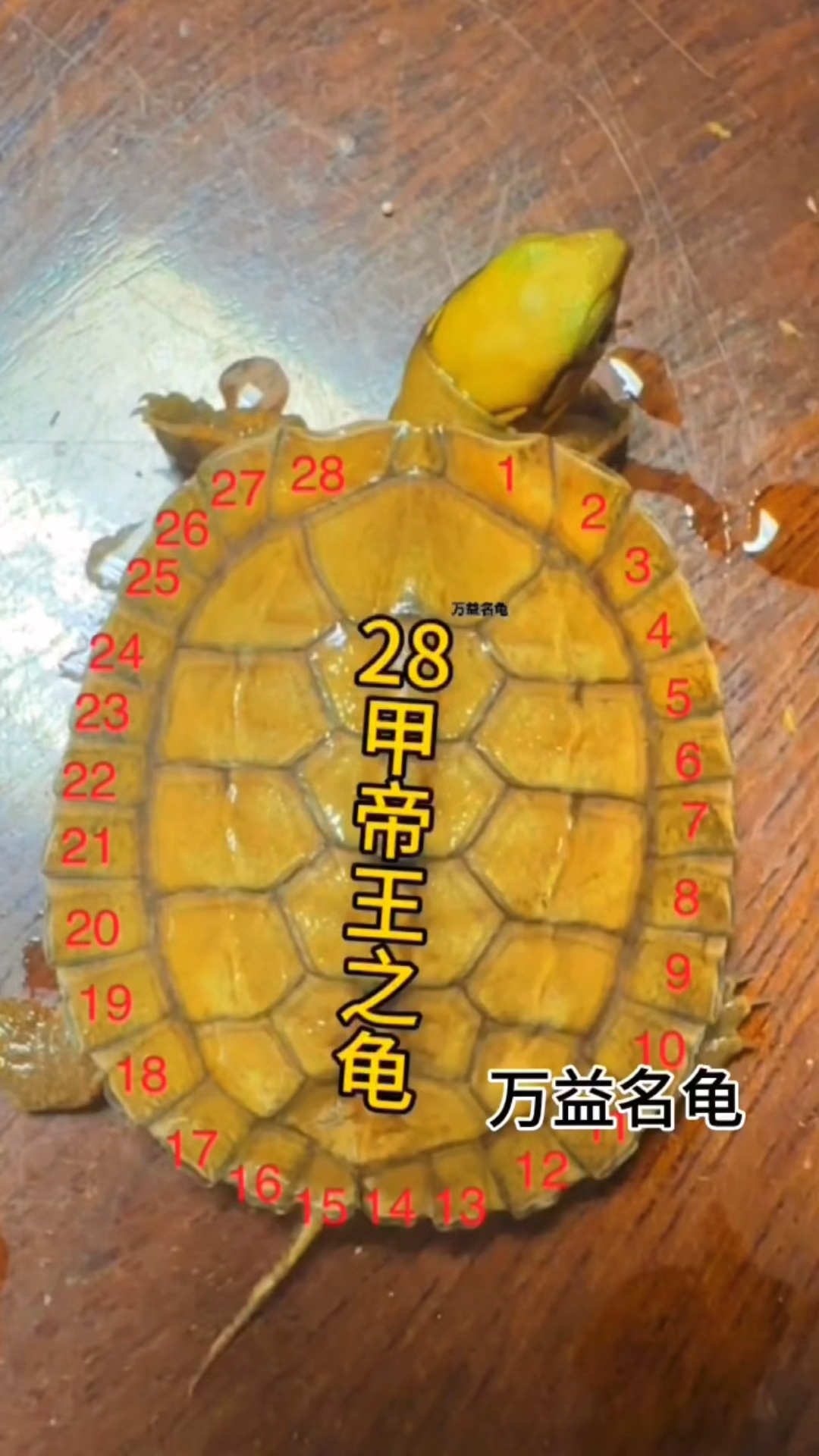 28甲帝王金钱龟,完美六遁甲,六六大顺,稀有品种