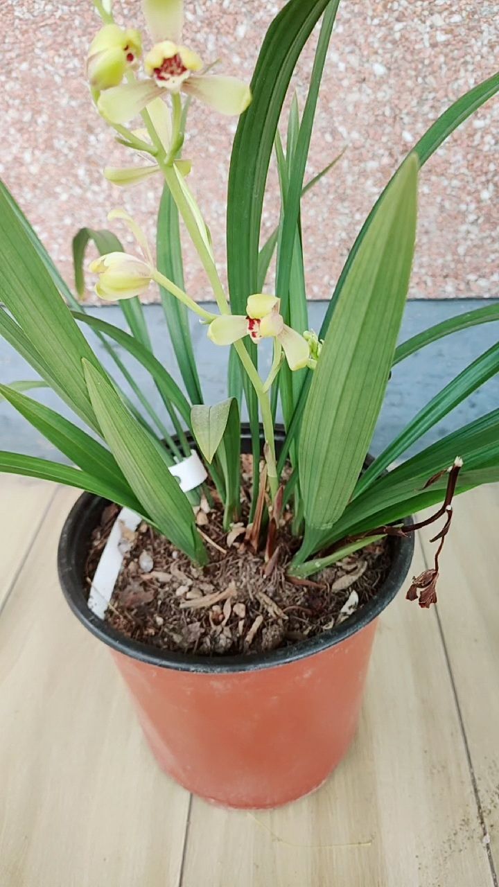 入夏后,建兰——黄一品,二度来花