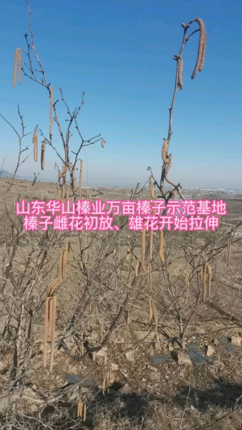 山东诸城榛子雌花初放,雄花拉伸-度小视