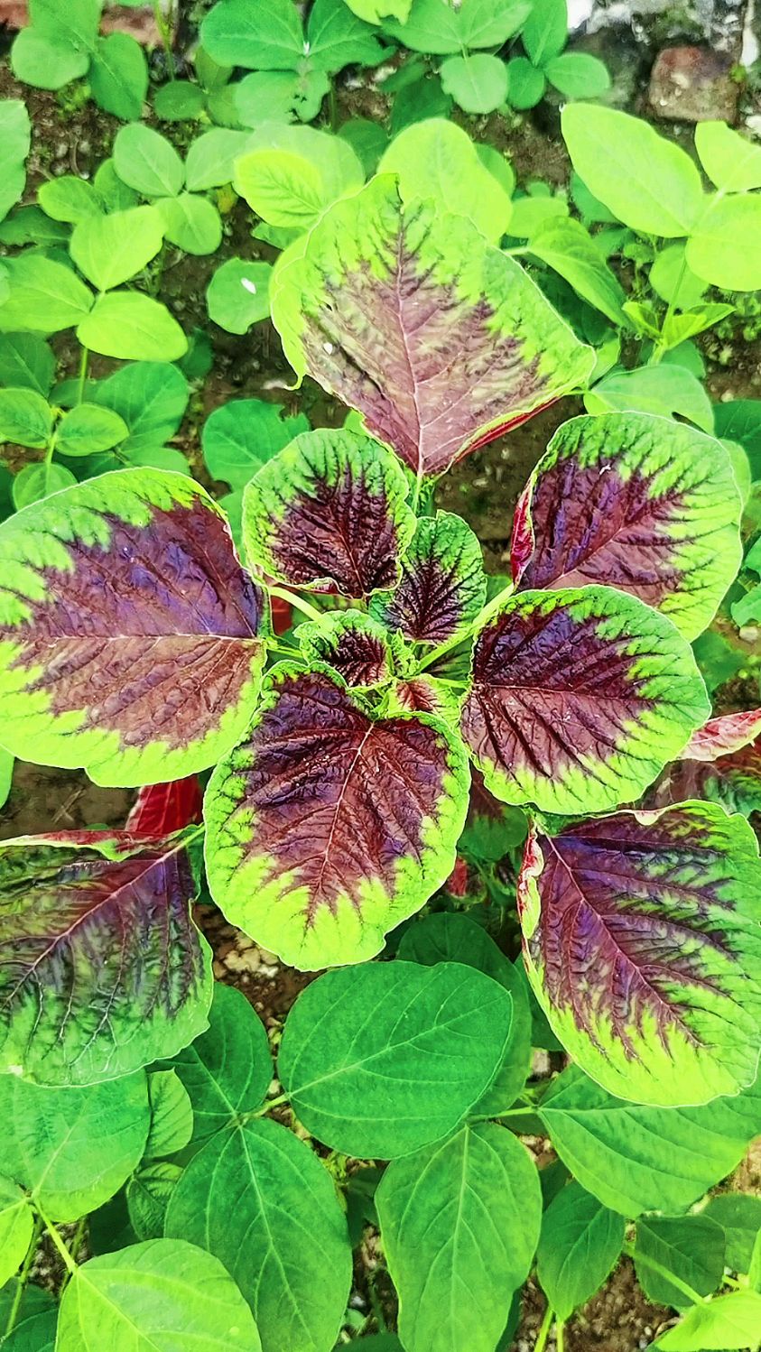 红苋如丹照眼明