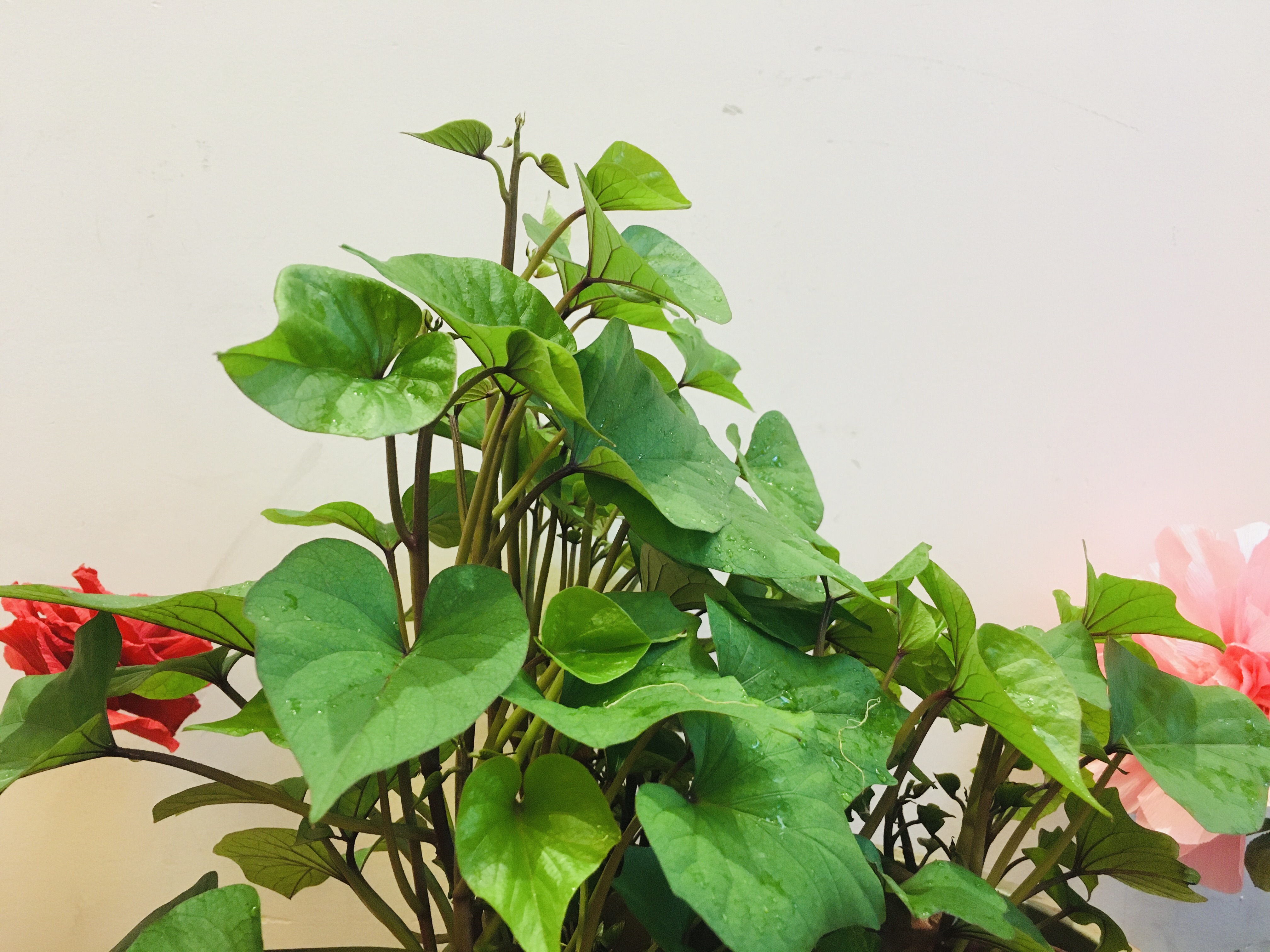 家里的红薯发芽后不要扔,可以制作一个精美的盆景