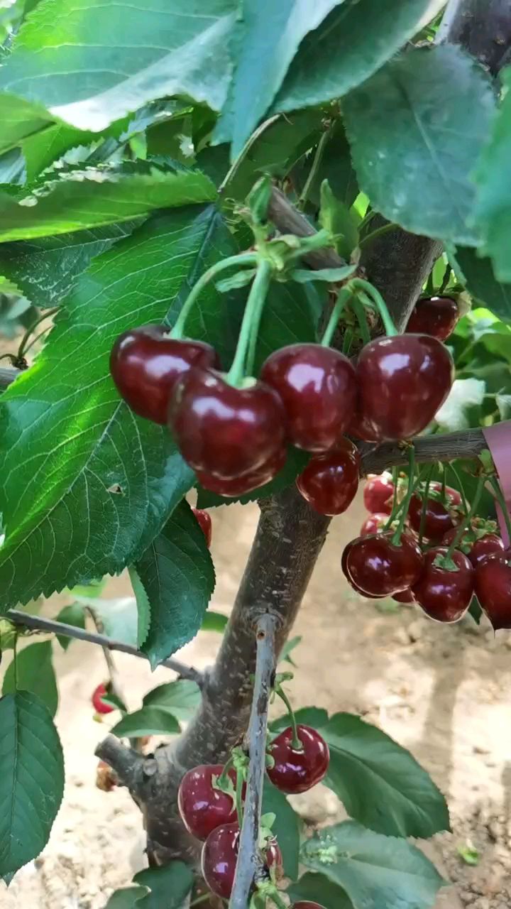 早熟火箭大樱桃 均果13克 成熟期与红灯同期 硬度好