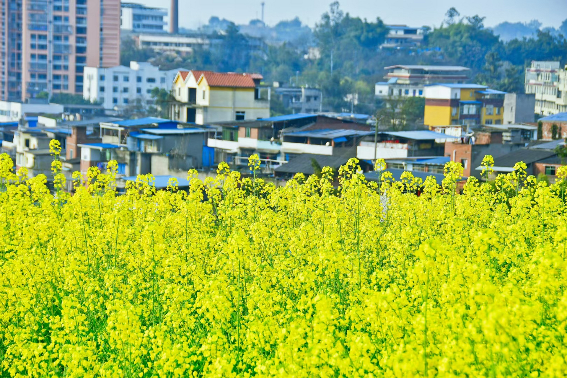 泸州市区油菜花图片