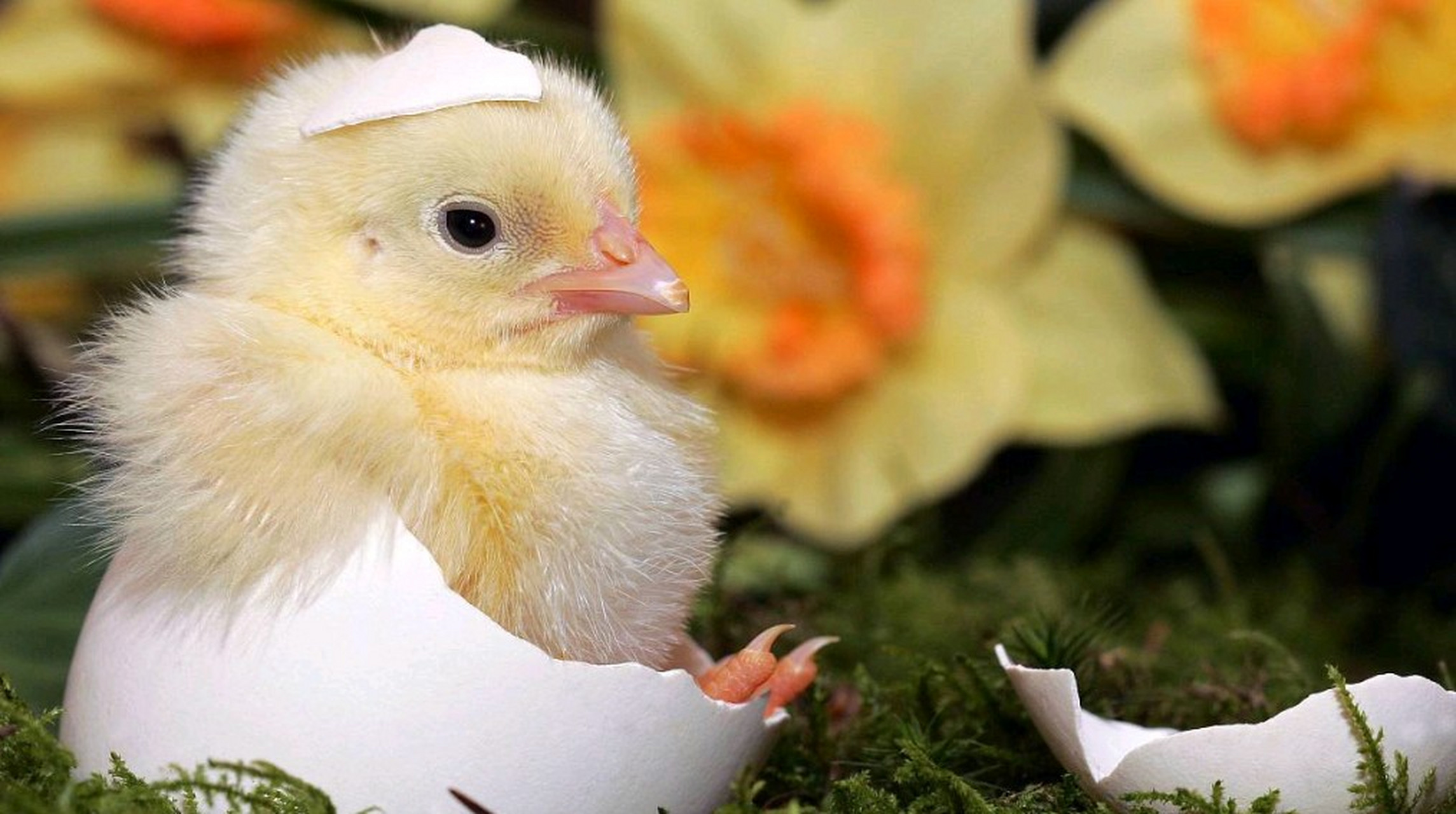 一般来说,孵化三周(21天)后,小鸡仔就破壳而出了.  #动物趣图