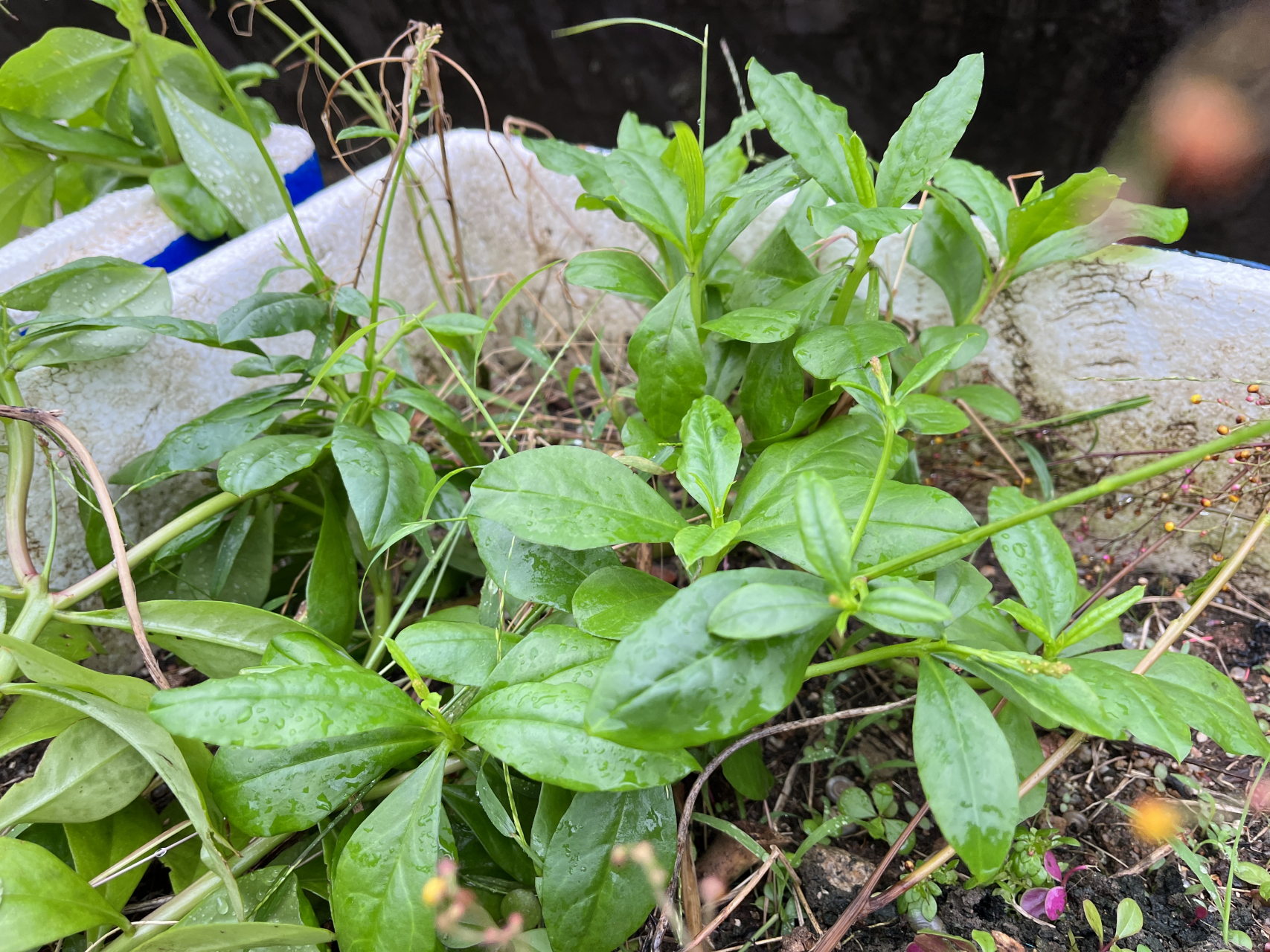 在广东,有吃不完的野生紫苏,假人参,九层塔,根本吃不完[滑稽]