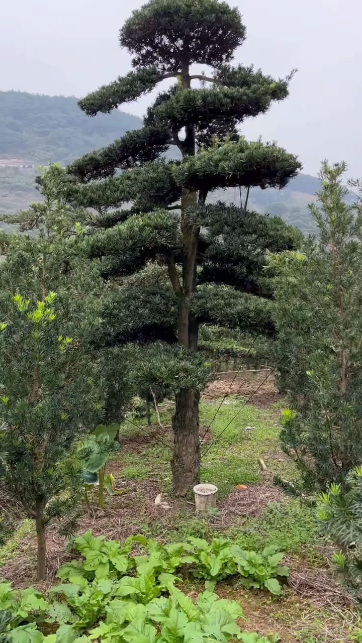 20公分地景罗汉松